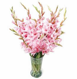 18 Pink Orchids